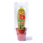 Mini serre pot cactus 