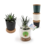 PLANTE EN POT BAMBOU SOUCOUPE LIÈGE