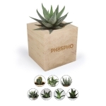 Cube en bois avec plante dépolluante ou arbre