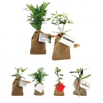 Mini plant d'arbre en pochon de jute