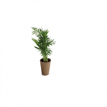 Plante dépolluante 100% écolo