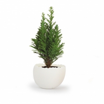 Oeuf Mini Plant Arbre